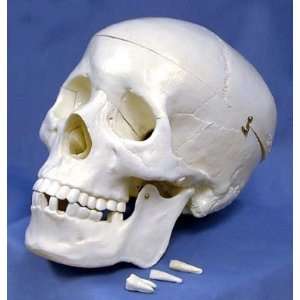    Pacific Science   Life Sized Human Skull Model Toys & Games
