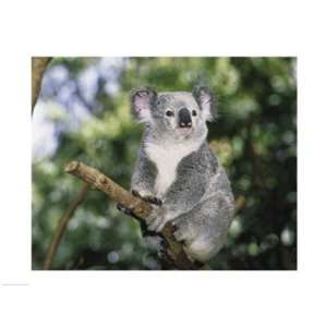  Koala on a tree branch, Lone Pine Sanctuary, Brisbane 