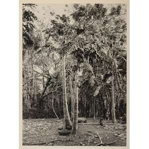  1931 Papaya Tropical Fruit Tree El Salvador Print 
