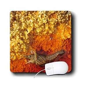    Dead crayfish in polluted environment   Mouse Pads: Electronics