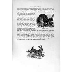 NATURAL HISTORY 1894 95 GREAT ANT EATER RABBIT PRINT