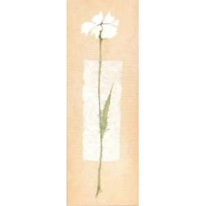 White Aster On Papyrus    Print 