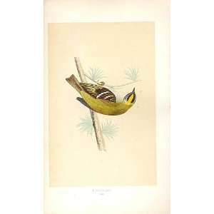  Firecrest British Birds 1St Ed Morris 1851