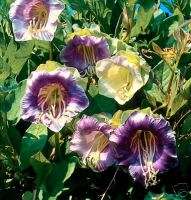 Purple Cup&Saucer Vine Seeds *Fragrant Honey Scent*  