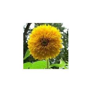  *NEW*RARE* DWARF TEDDY BEAR SUNFLOWER *10 SEEDS*#1136 