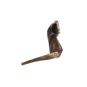  Traditional Rams Horn Shofar 