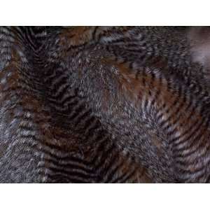  Gorgeous Feather Faux Fur 
