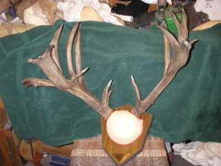 200 7/8s gross whitetail horns antlers plaque mount  