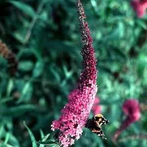  BUTTERFLY BUSH PINK DELIGHT / 2 gallon Potted: Patio 