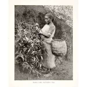 1907 Print Tamil Girl Plucking Tea Leaves Basket Nadu 