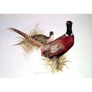  Charles Murphy   Ring Necked Pheasant: Home & Kitchen