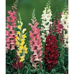  Snapdragon, Topper Mix Hybrid 1 Pkt. (100 seeds) Patio 