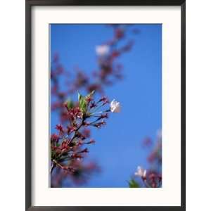  Cherry Blossoms, Washington, DC Collections Framed 