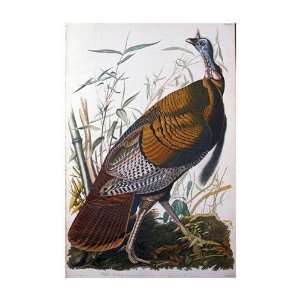  John Woodhouse Audubon   Wild Turkey, Male Giclee