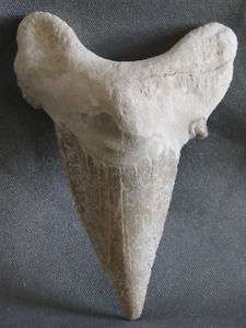 Shark Tooth Fossil Otodus Obliquus 2.75 inch Teeth #6  