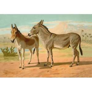  Abyssinian Male and Indian Onager Female 24X36 Giclee 