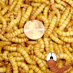   Live Giant Mealworms Pet Food and Fishing (Free Shipping: Pet Supplies