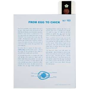   From Egg To Chick Lesson Plan Set:  Industrial & Scientific