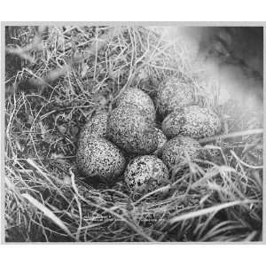 Nest,eggs of ptarmigan,or Arctic grouse 