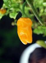 Hot Pepper Plants For Sale   Shipped to You   Datil Pepper Plant 