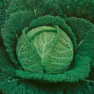  100 Seeds, Cabbage Savoy Perfection (Brassica oleracea 