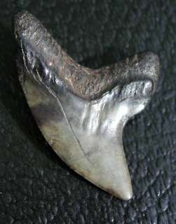   Alopias grandis THRESHER SHARK TOOTH Fossil Fish Teeth Megalodon Era