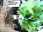   #GT500  2012 SPRING RED MAPLE TREE QUANTITY(30 )SEEDLING