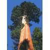 Tropica   Berg   Mammutbaum (Sequoiadendron gigantea)   50 Samen
