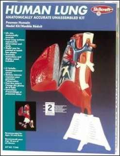 Skillcraft Human Lung Plastic Model Kit, 71340  
