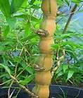   BELLY Bambusa Ventricosa Kimmei Bamboo Potted Plant *Great Bonsai