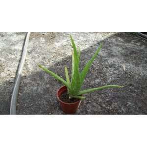   Inch Aloe Vera Medicinal Tropical Plant Live Patio, Lawn & Garden