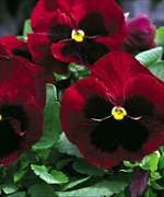 Annual: MAMMOTH BIG RED PANSY Seeds   Extra Large!  