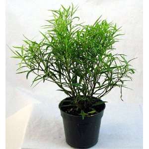 Bamboo Leaf Weeping Fig Tree   Bonsai or House Plant:  