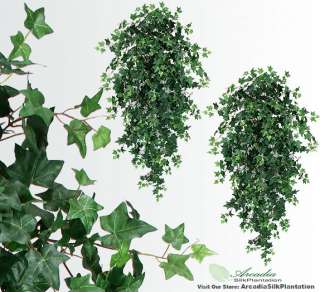 You are bidding on TWO 51 Ivy Hanging Bushes