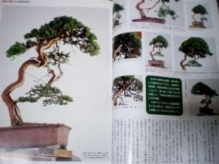  Care Pruning Bunjin Shohin Bonsai Pot Tree Tool Photo 