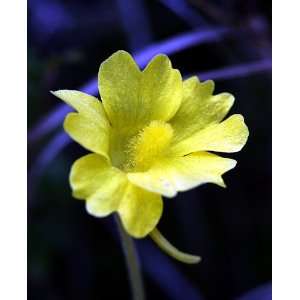 Carnivorous Yellow Butterwort Plant   Pinguicula lutea 