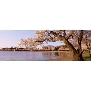  Cherry Blossom Tree along a Lake, Potomac Park, Washington 