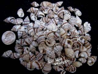CRAFT SHELLS   100+ Bulk Nassa Phyrrus Seashells   HERMIT CRAB   FREE 
