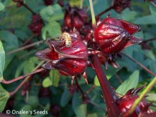 24 Roselle,FLA Cranberry Jamaican Sorrel Hibiscus Seeds  