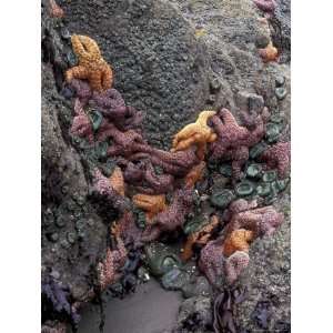  and Sea Anemones on Second Beach, Olympic National Park, Washington 
