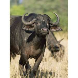 Buffalo, Syncerus Caffer, Kruger National Park, South Africa, Africa 
