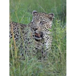 Leopard (Panthera Pardus), Kruger National Park, South Africa, Africa 