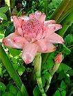 pink torch ginger live rhizome tropical exotic flower 