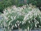 MAIDEN HAIR GRASS Miscanthus Sinensis Silberspinne SEED