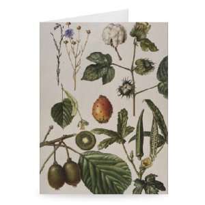  Kiwi fruit and other plants (w/c) by   Greeting Card 