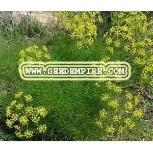   Foeniculum Vulgare     10,000 Herb Seeds Patio, Lawn & Garden