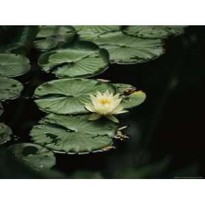  A Delicate Water Lily Flower Floating Near Lily Pads 