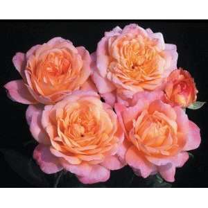  Portlandia Rose Seeds Packet: Patio, Lawn & Garden