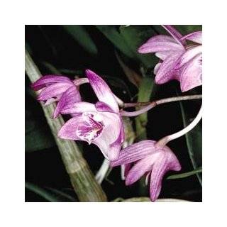  Best Sellers best Dendrobium Orchid Plants