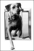 Plexidor® Energy Efficient Dog Door US made Large Satin  